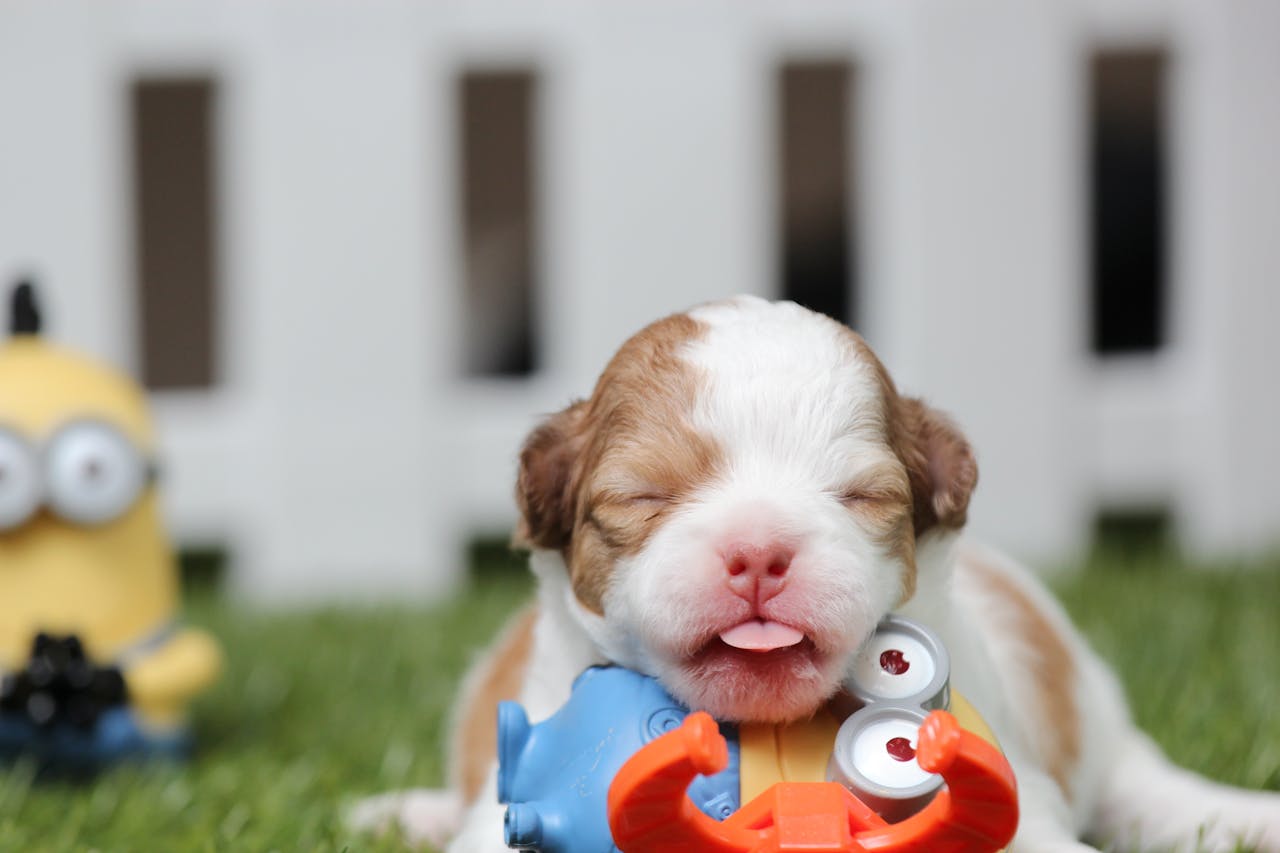 Home A cute puppy lies on green grass surrounded by colorful toys near a fence.
