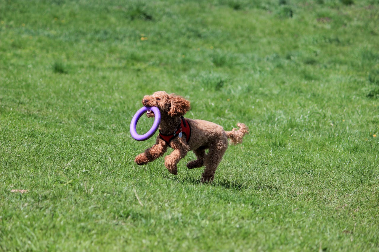 A joyful poodle running on grass with a purple toy ring in its mouth.
