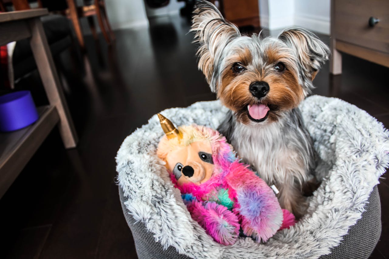 Home Cute Yorkshire Terrier puppy sitting in a plush bed with a colorful unicorn toy.