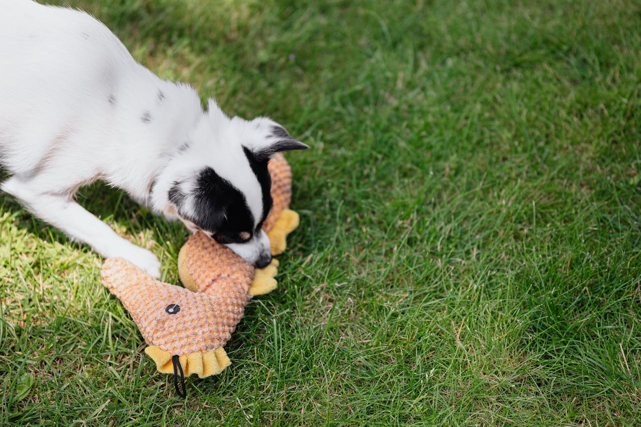 Adorable puppy biting a toy on a lush green lawn. Perfect playful moment captured outdoors.